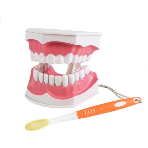 Dental Model with Brush