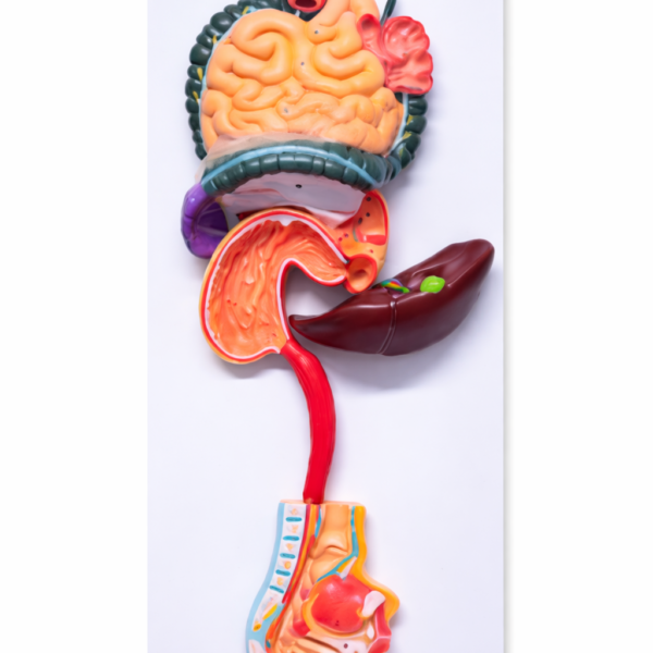 Human Digestive System Anatomical Model